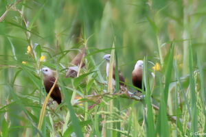 Capucin à tête blanche