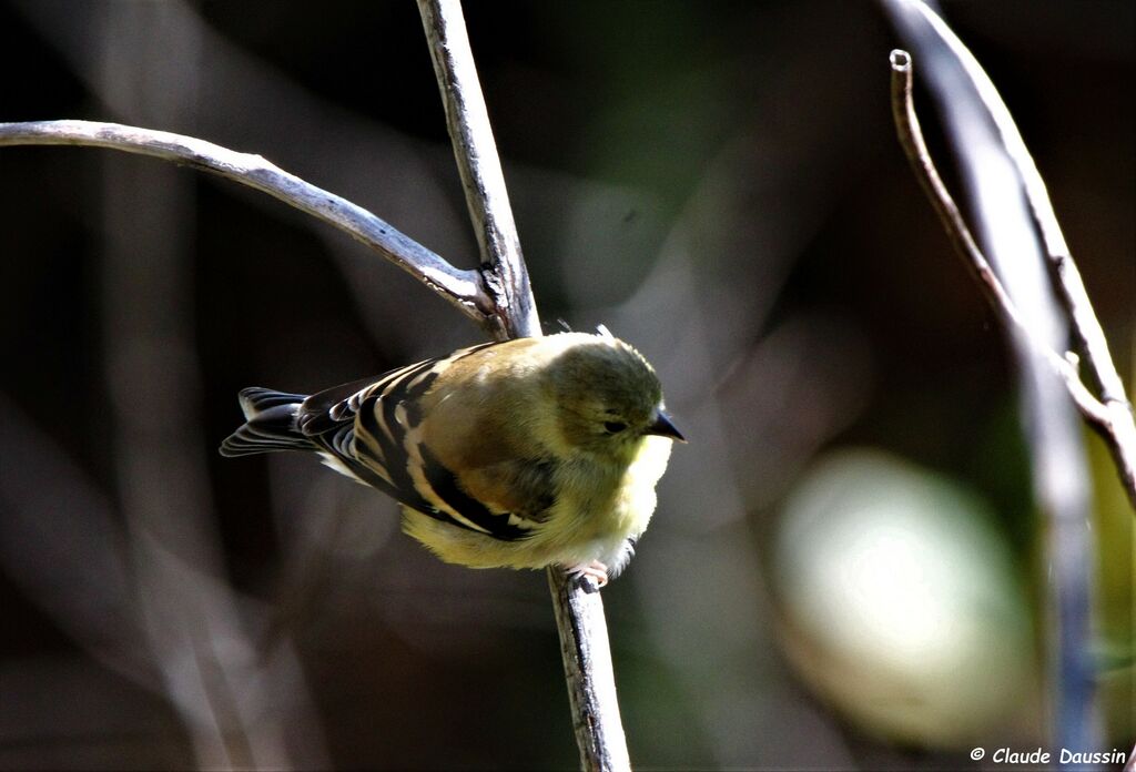 American Goldfinch