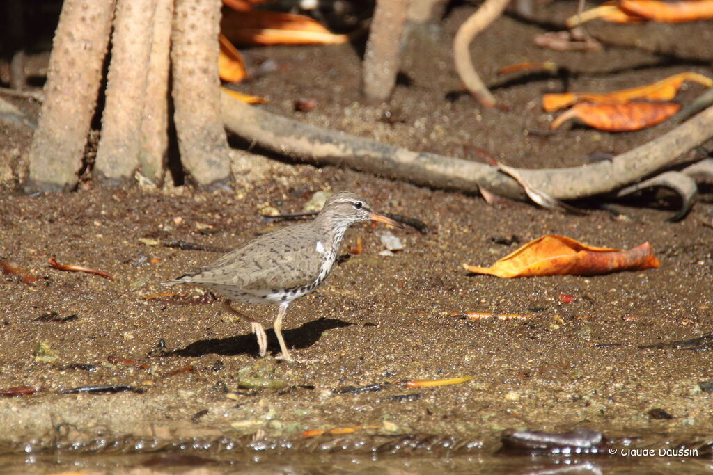 Spotted Sandpiper