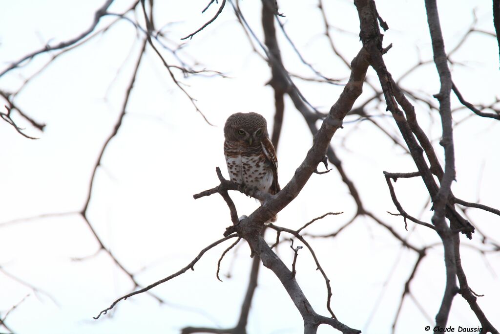 African Barred Owlet