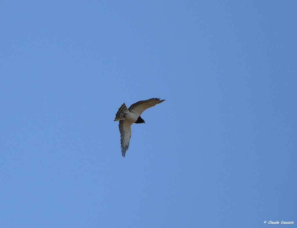 Black-chested Snake Eagle