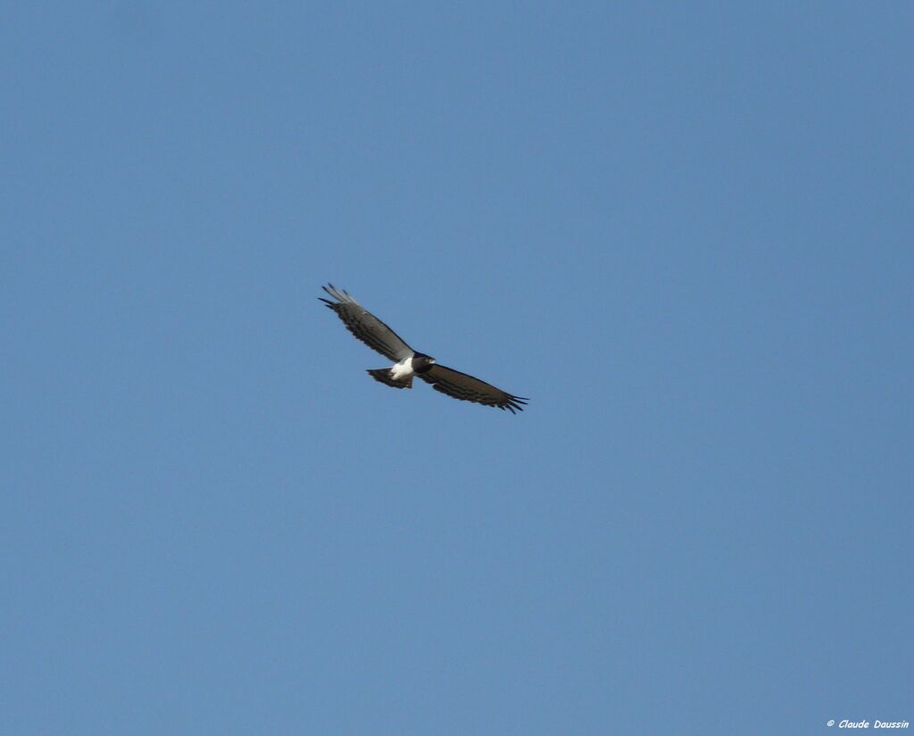 Black-chested Snake Eagle