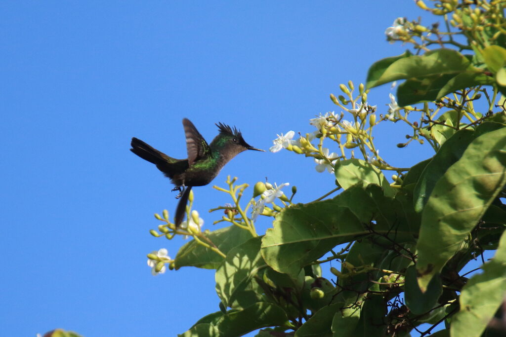 Antillean Crested Hummingbird