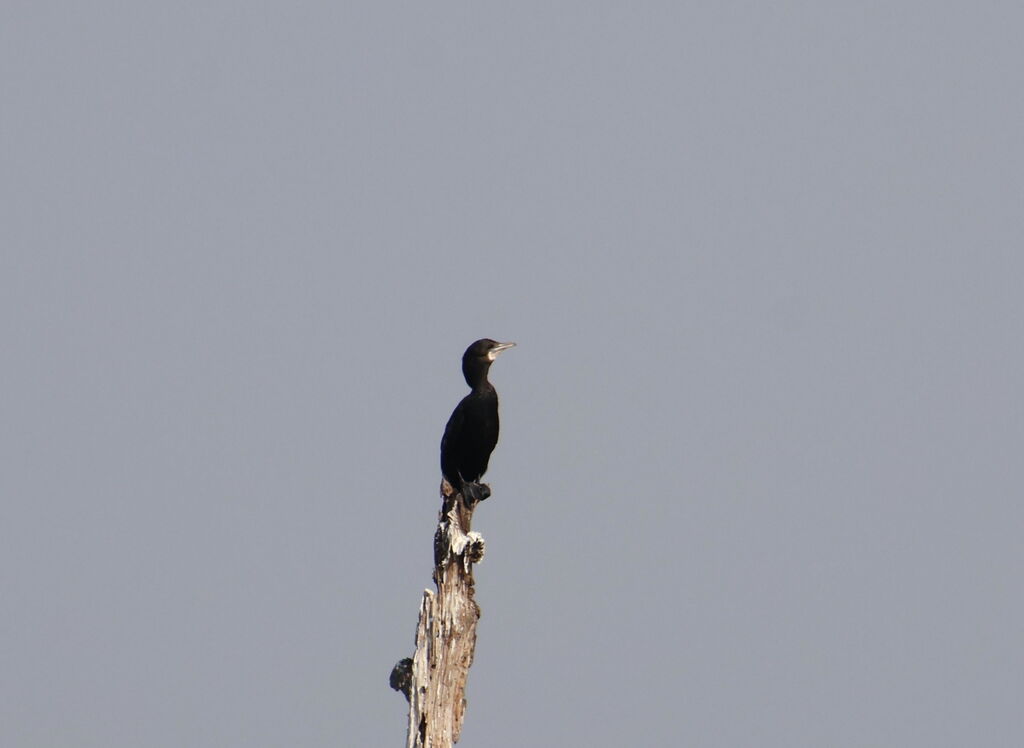 Little Cormorant