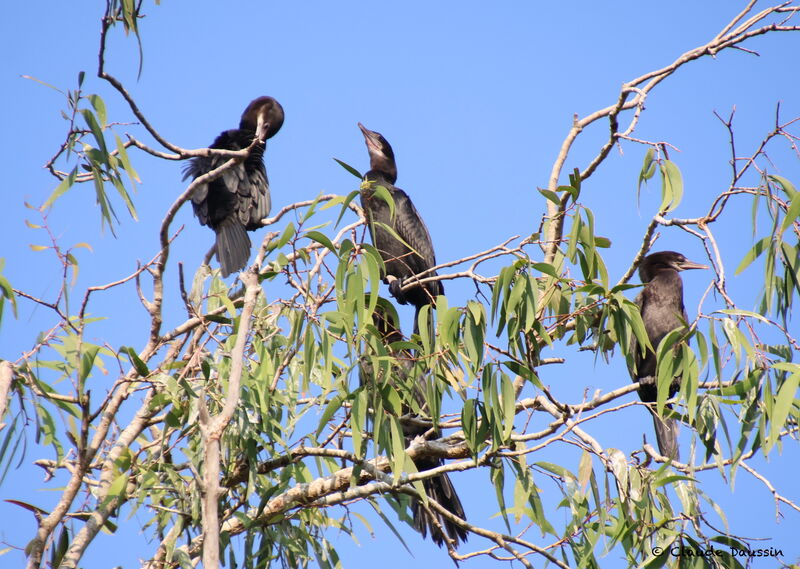 Little Cormorant