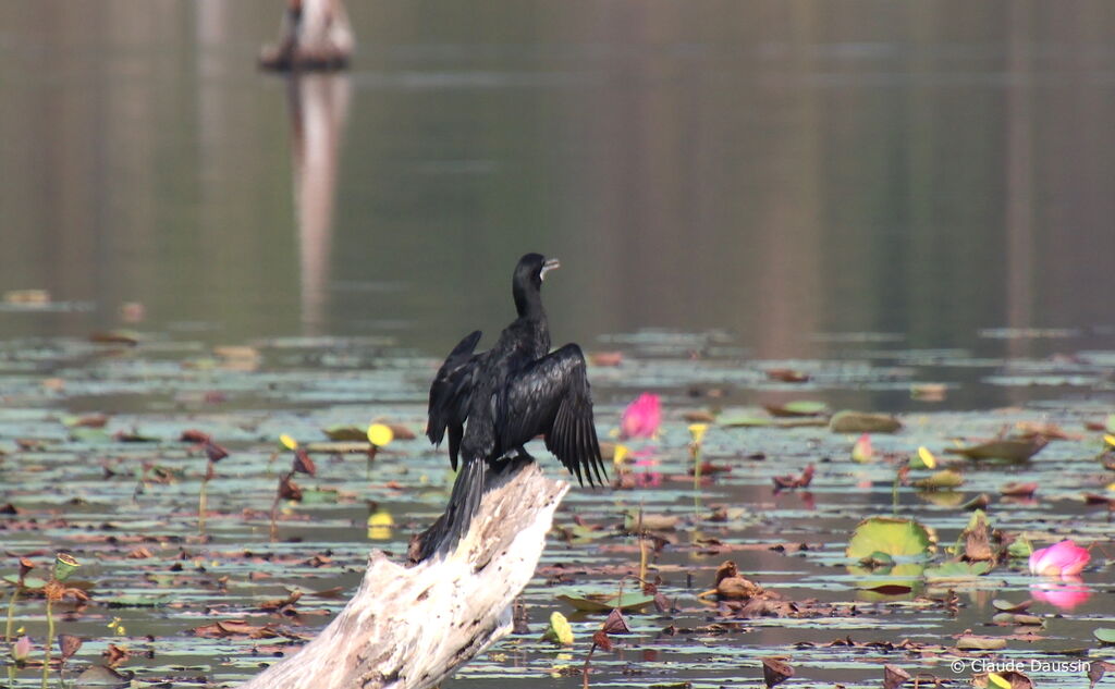 Cormoran de Vieillotadulte