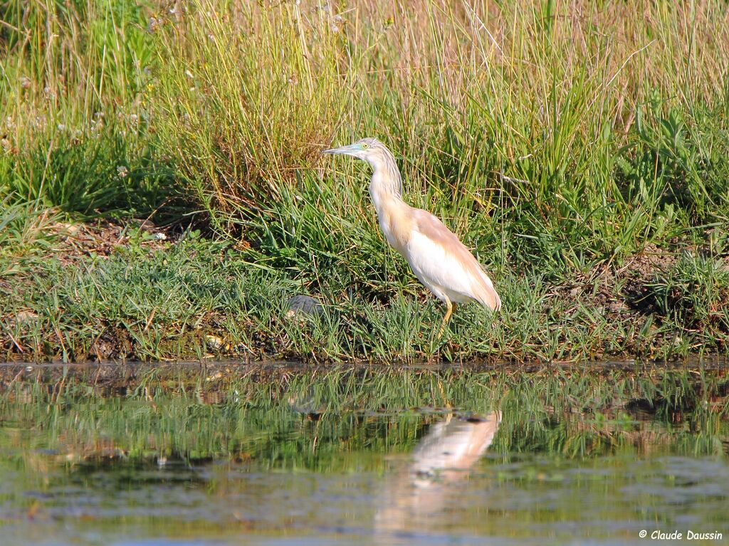 Squacco Heron