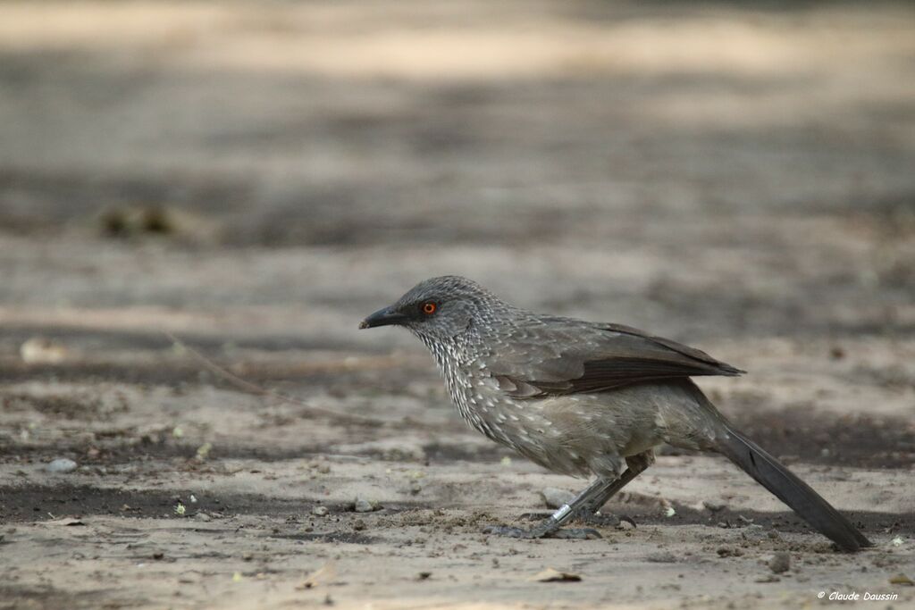 Arrow-marked Babbler