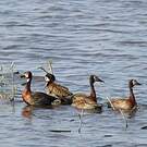 Dendrocygne veuf