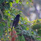 Drongo bronzé