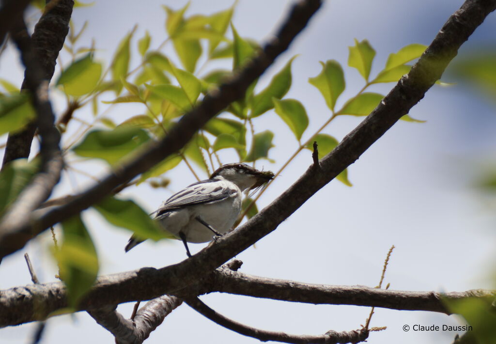 White-rumped Triller