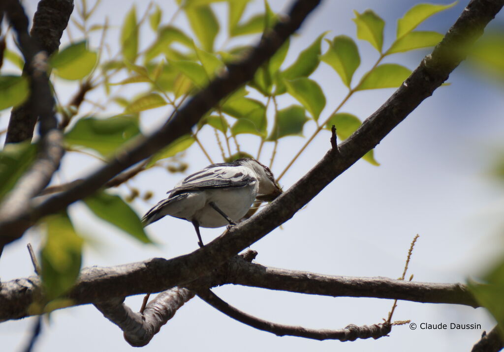 White-rumped Trilleradult