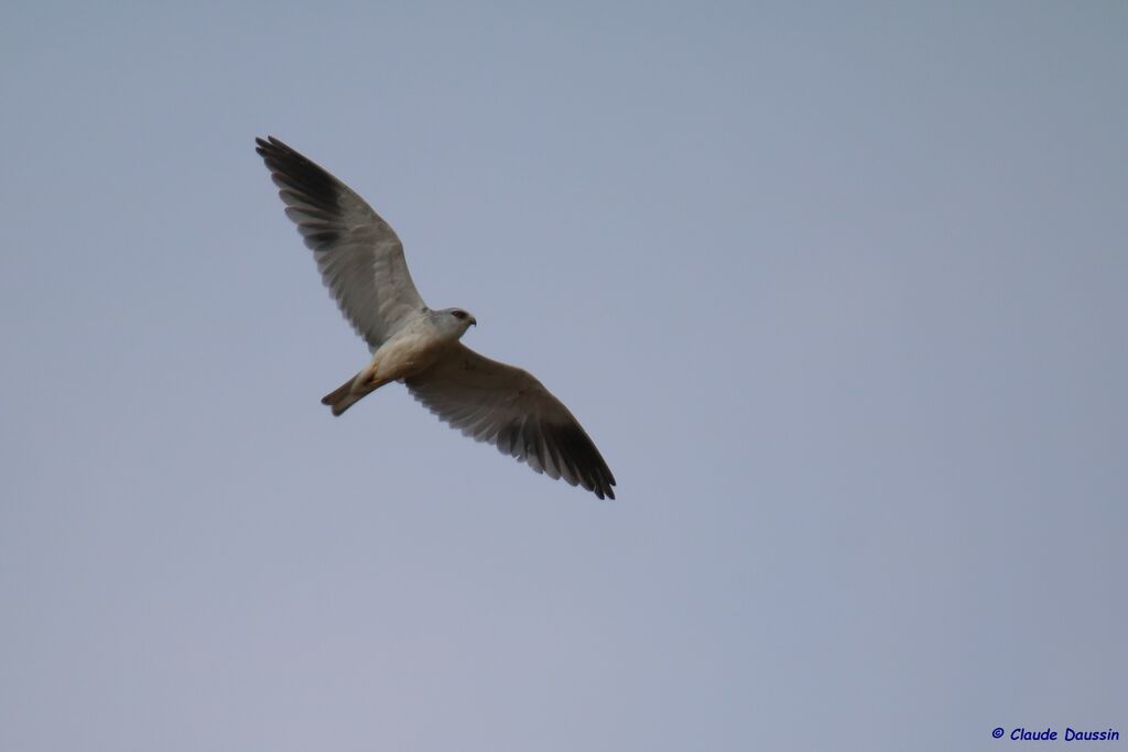 Black-winged Kite
