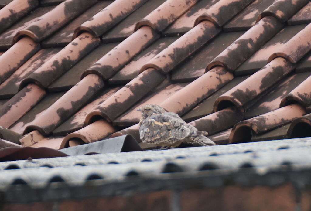 Savanna Nightjar, camouflage