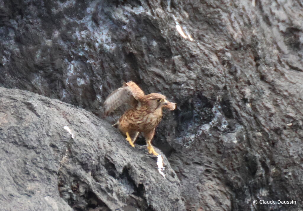 Common Kestrel