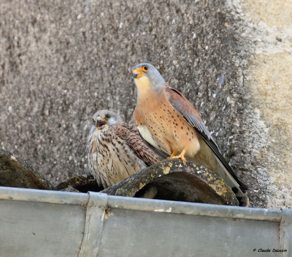 Lesser Kestrel