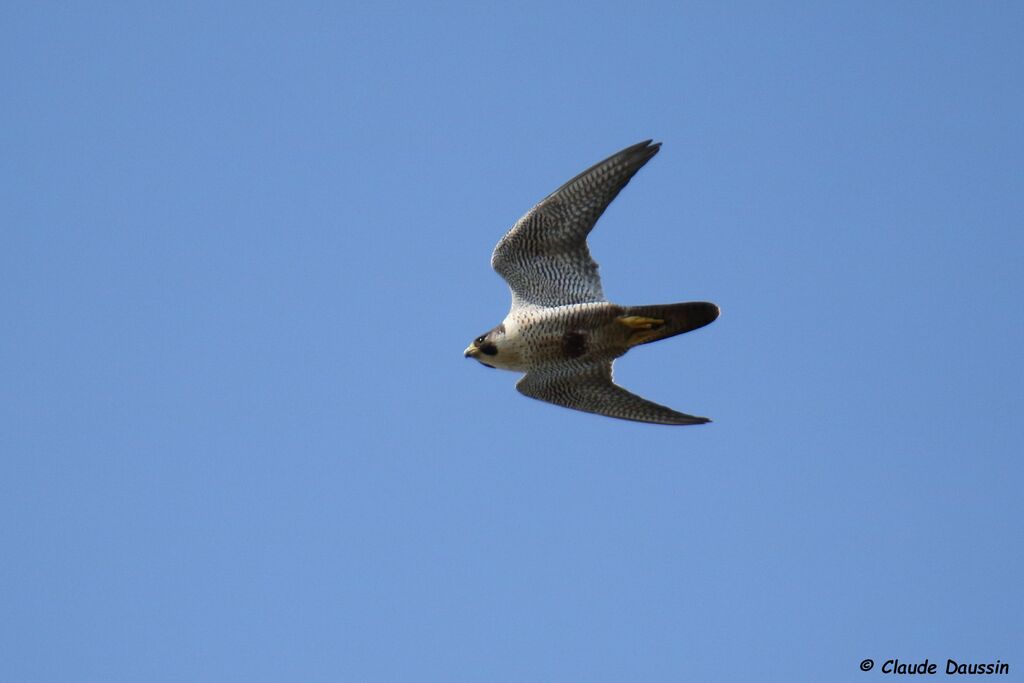Faucon pèlerinadulte