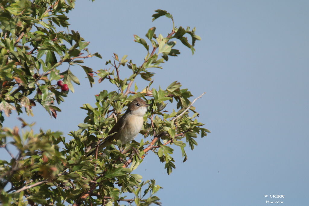 Common Whitethroat