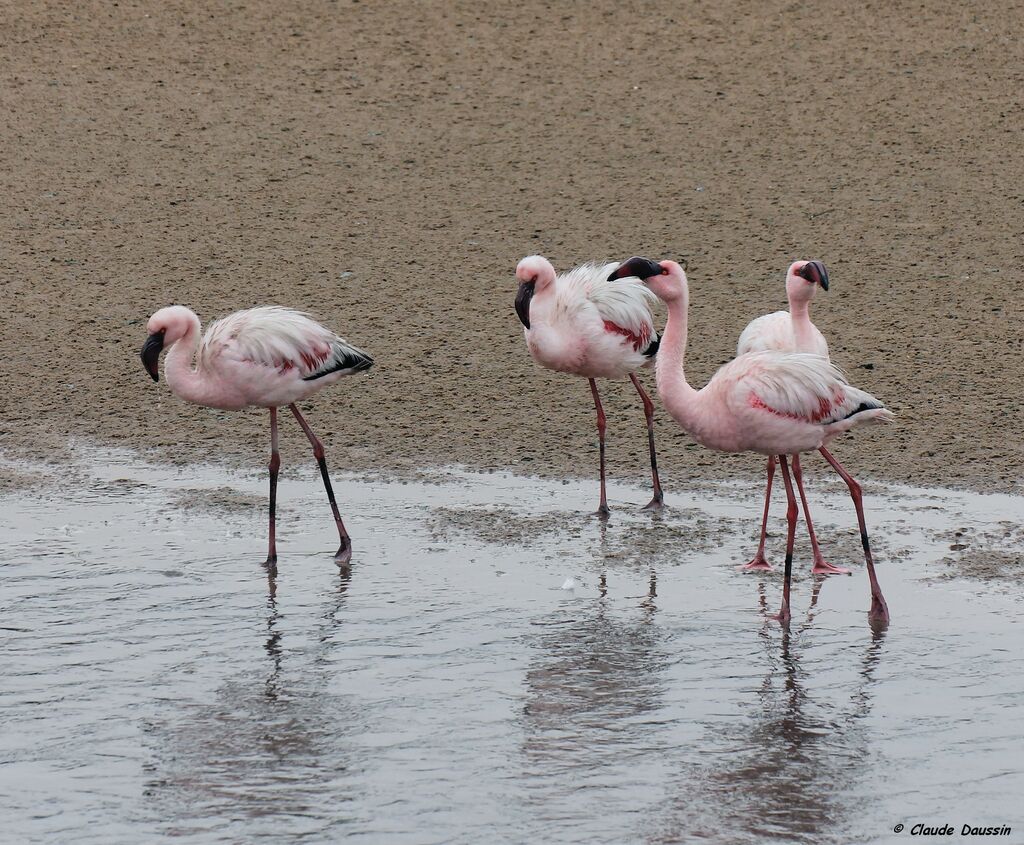 Lesser Flamingo