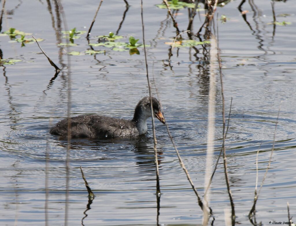 Eurasian Coot