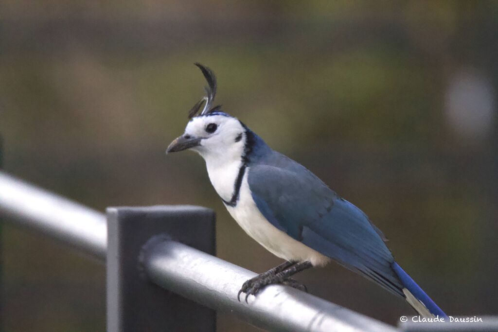 White-throated Magpie-Jay