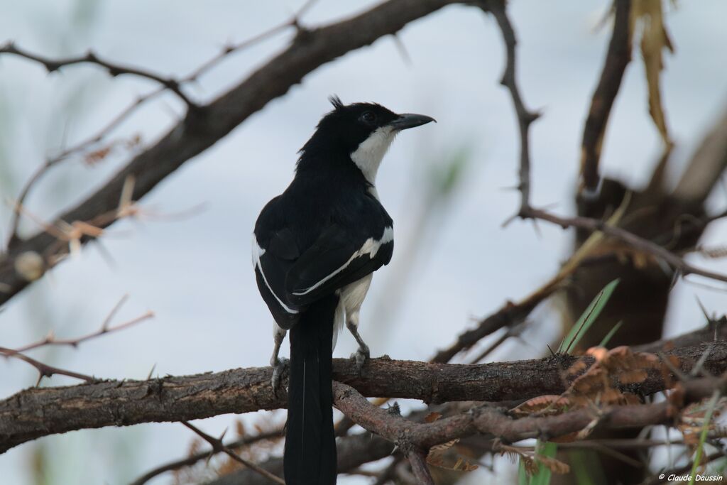 Swamp Boubou