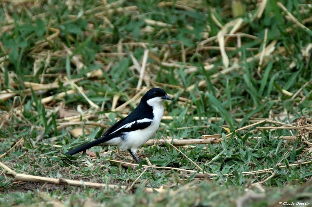 Swamp Boubou