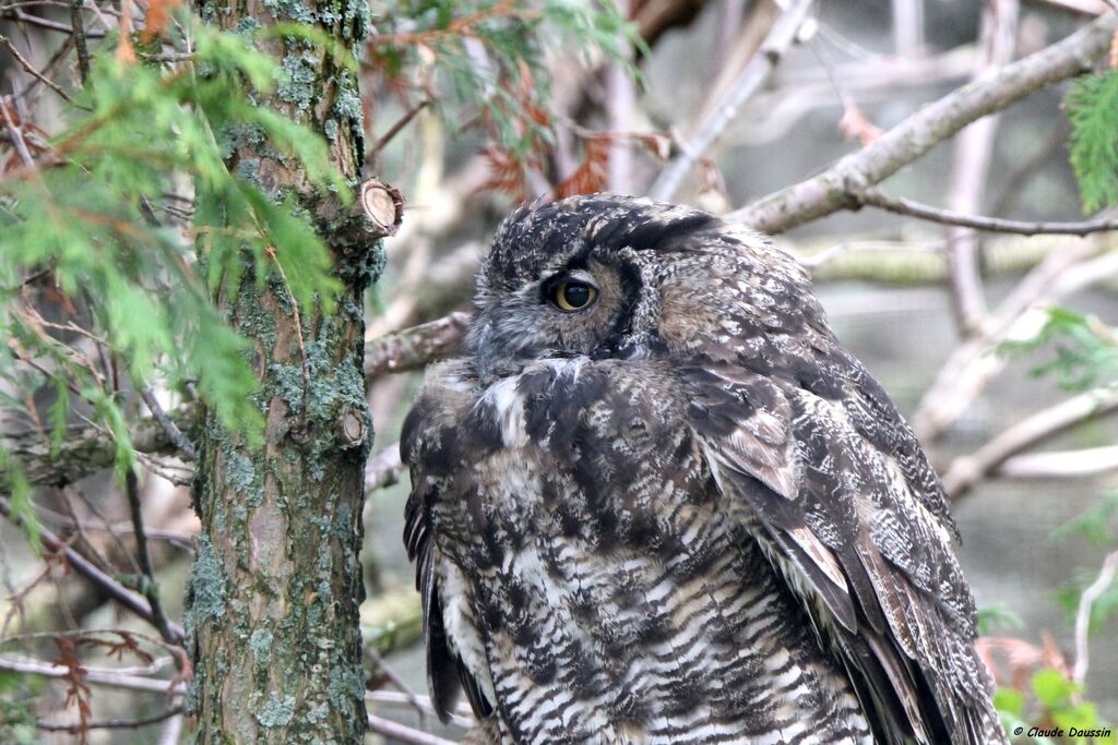 Great Horned Owl