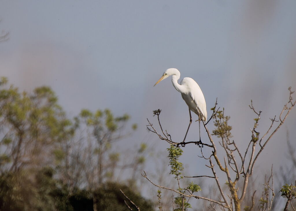 Great Egret