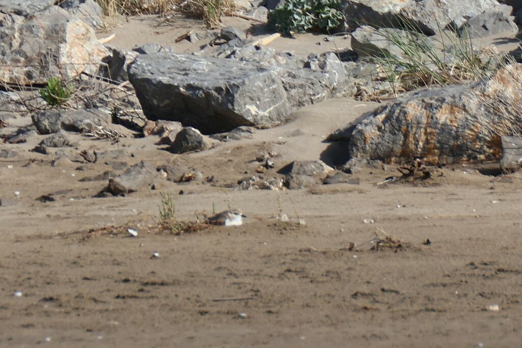 Kentish Plover