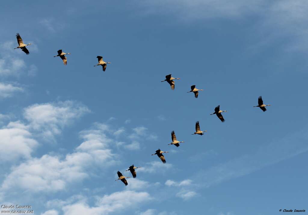Common Crane, Flight