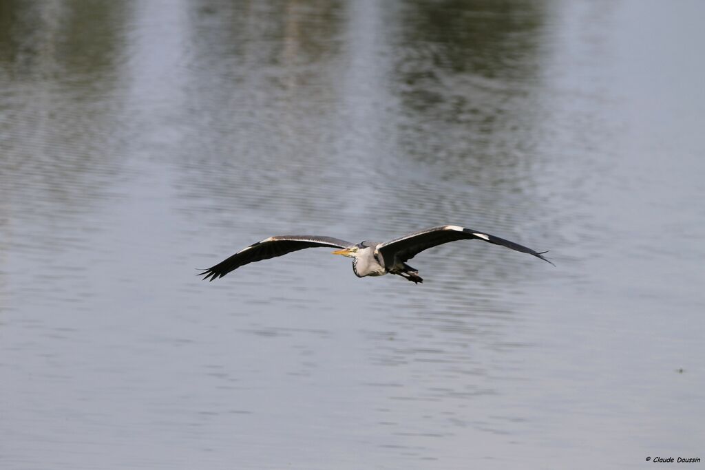 Grey Heron