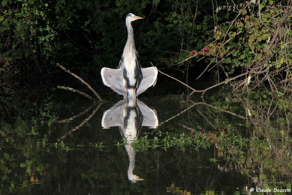 Grey Heron