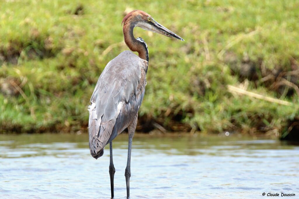 Goliath Heron