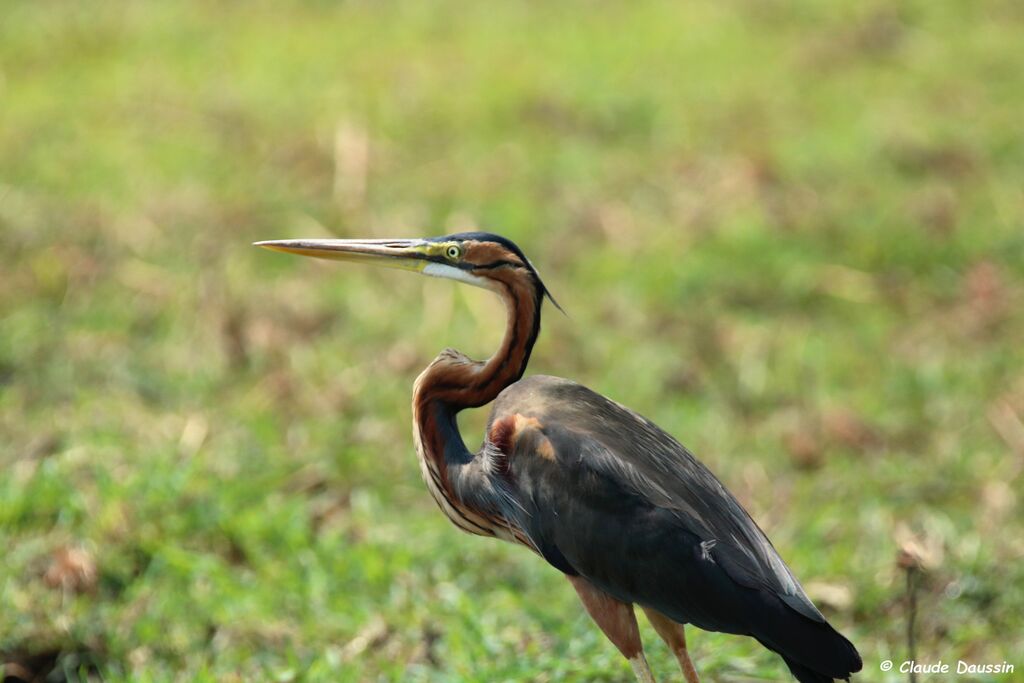 Purple Heron