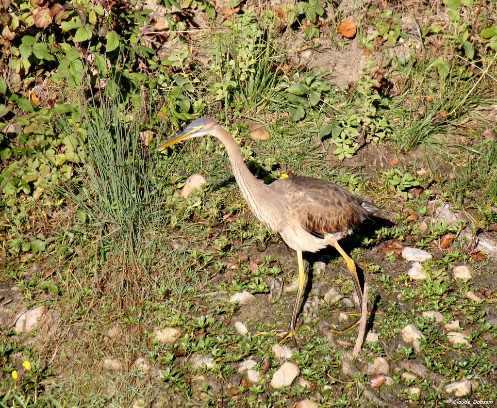 Purple Heronimmature