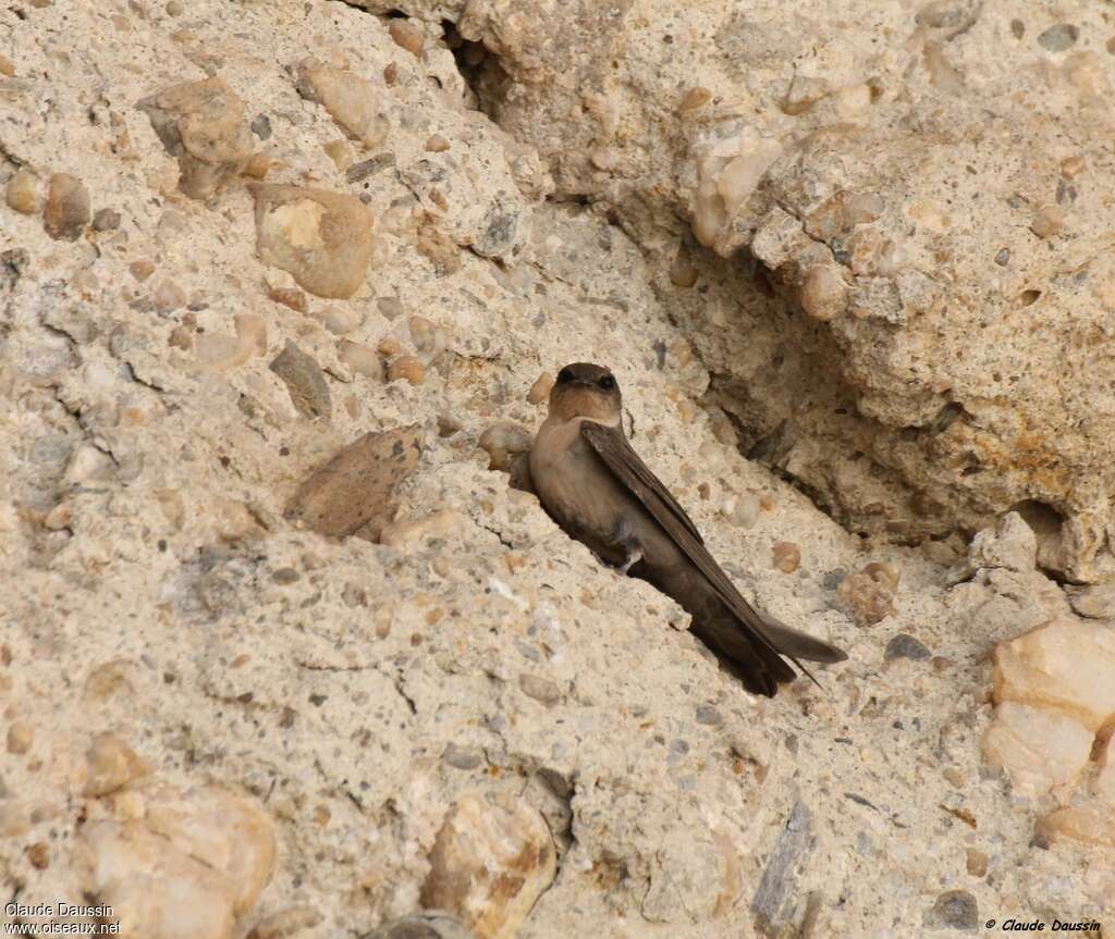 Large Rock Martinadult, habitat