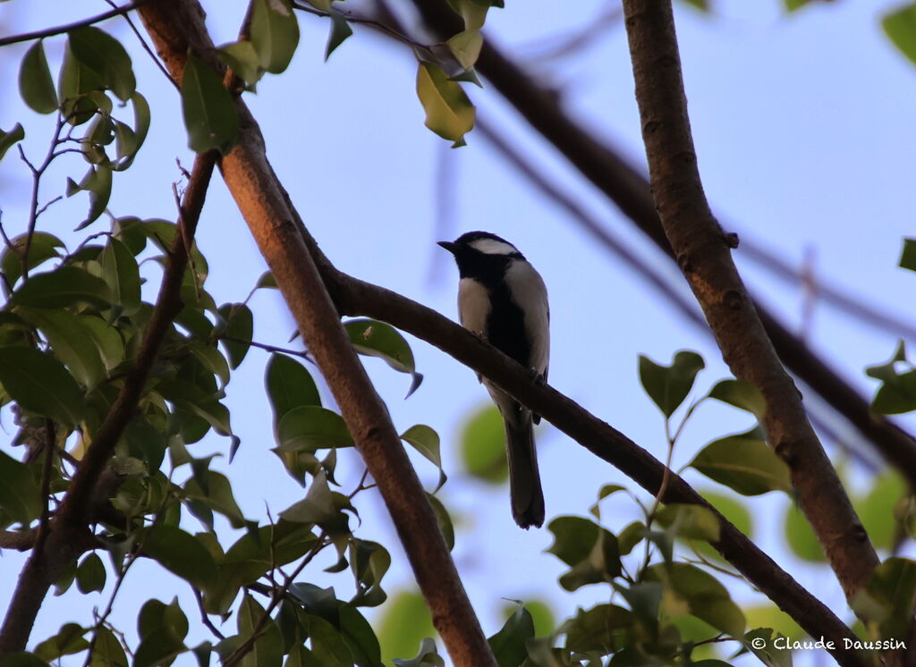 Mésange indienne