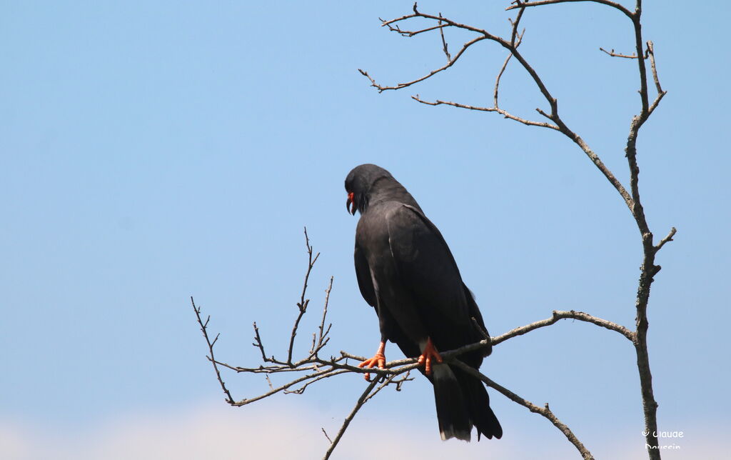 Snail Kite
