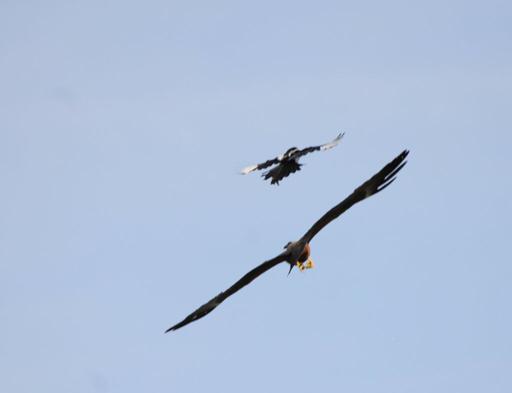 Black Kite