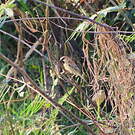Moineau flavéole