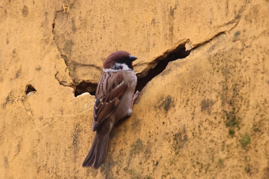 Moineau friquet mâle adulte