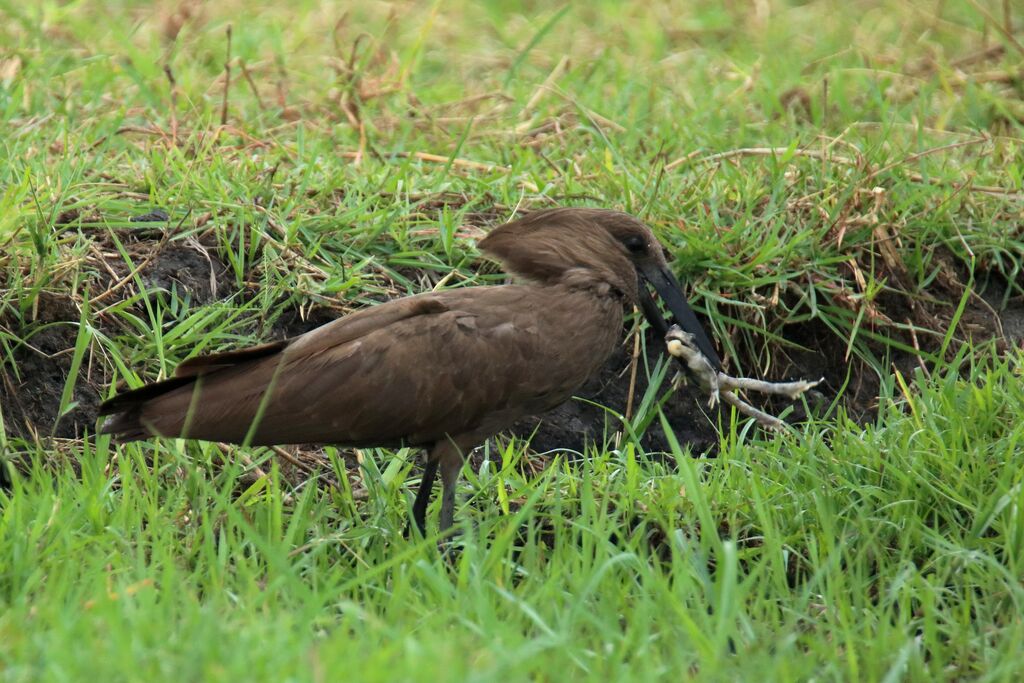 Hamerkop
