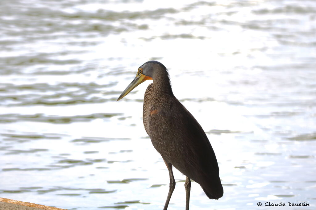 Bare-throated Tiger Heronadult