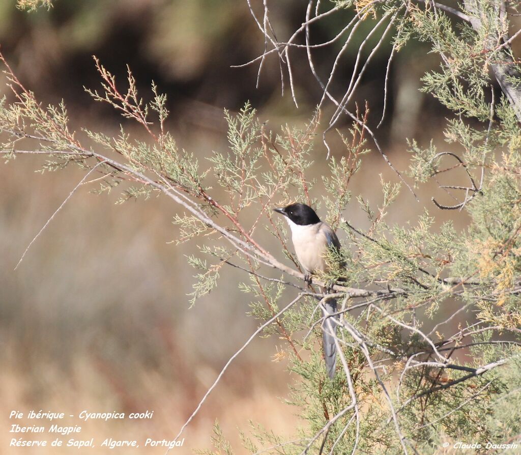 Iberian Magpie