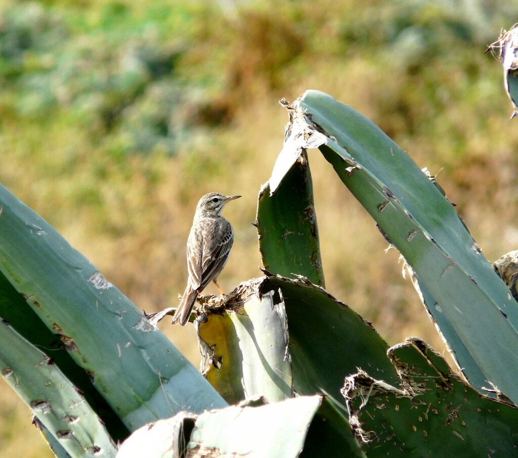 Berthelot's Pipit