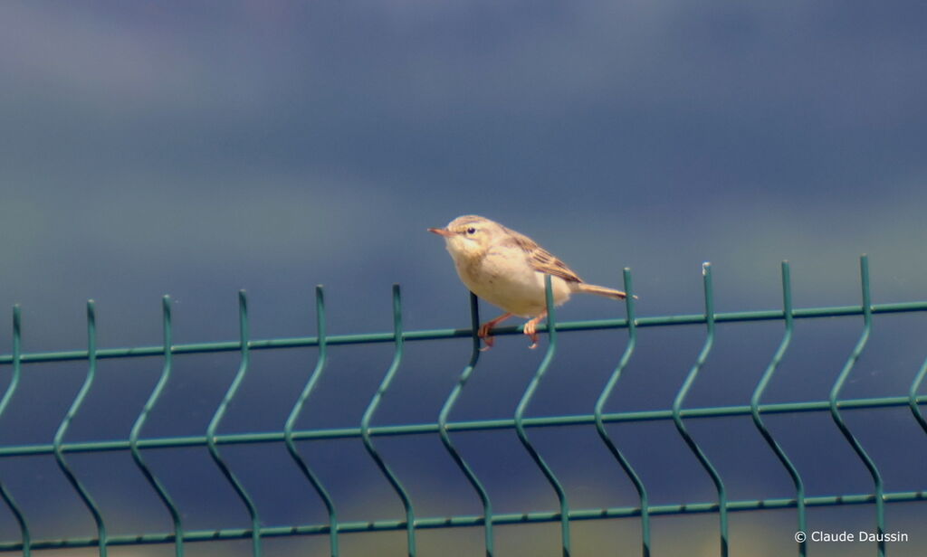 Pipit rousseline