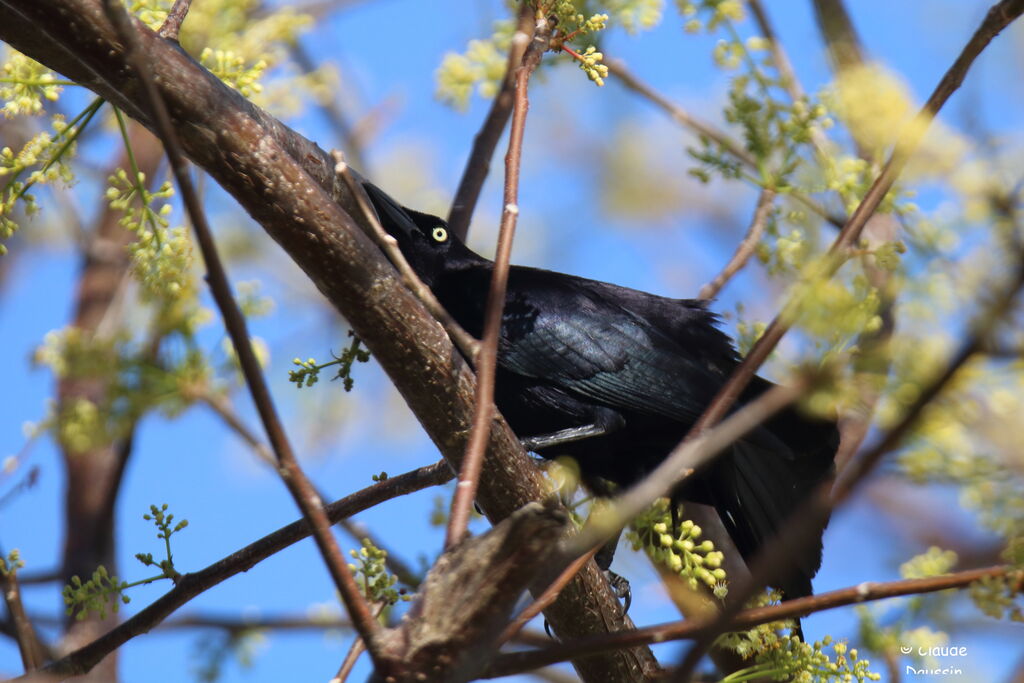 Carib Grackle male adult