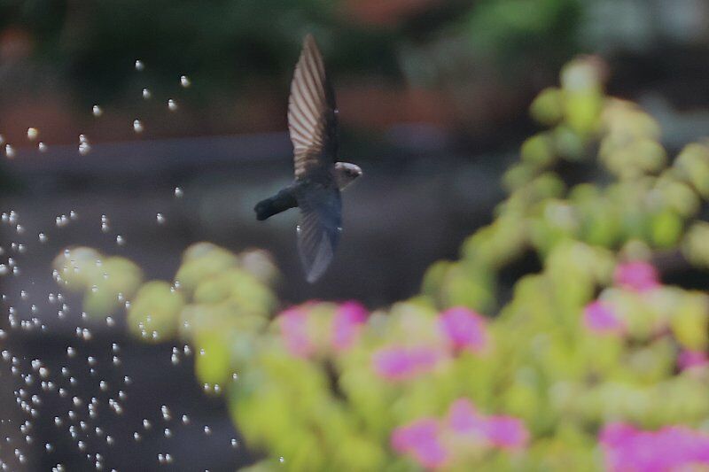 Cave Swiftlet, Flight