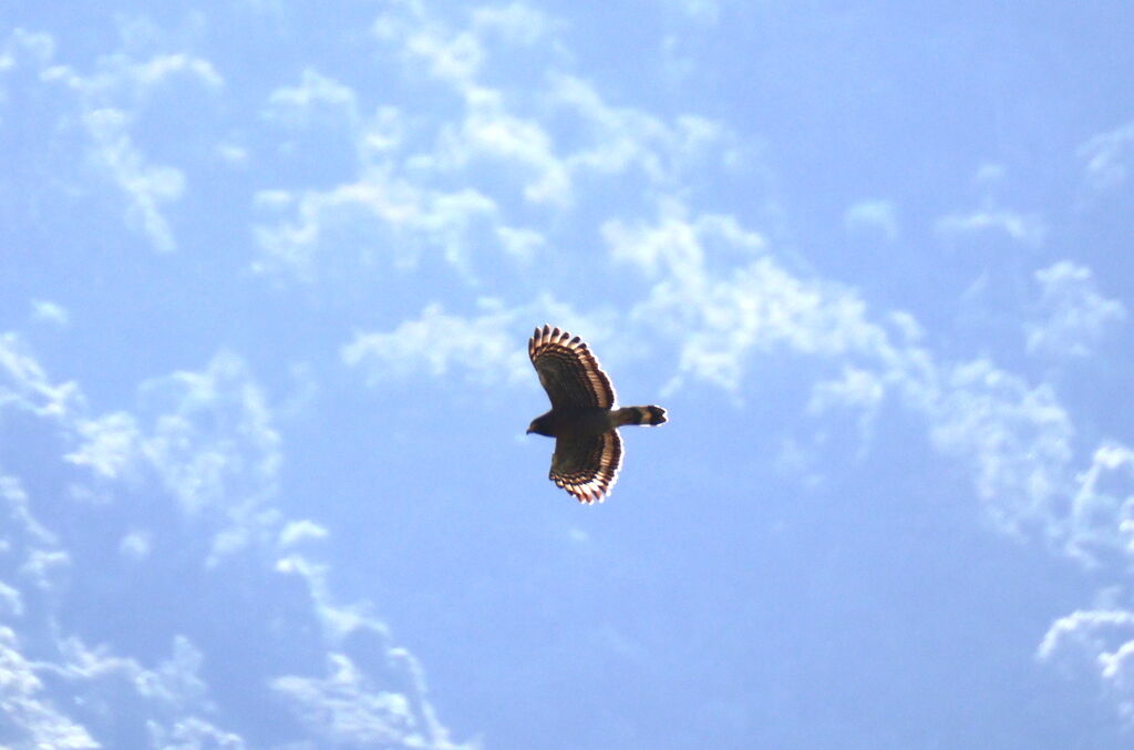 Sulawesi Serpent Eagleadult, Flight